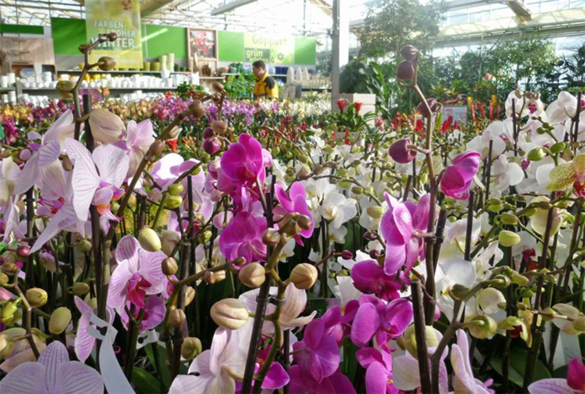 Zimmerpflanzen Happy SALE 10 Pflanzen zum Spitzenpreis Rabatt Kakteen Orchideen 