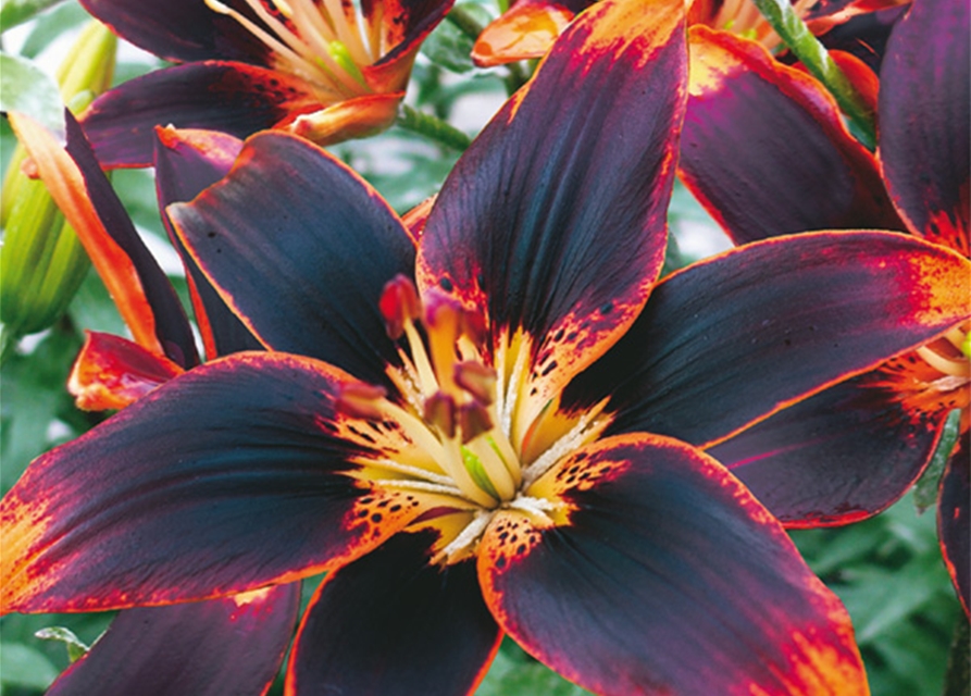 Asiatische Lilien, Grün erleben, Blumenzwiebeln Göppert Gartencenter