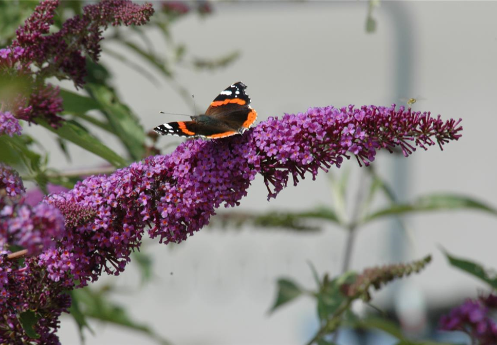 FüR MEHR BIENEN UND SCHMETTERLINGE! FüR MEHR BIENEN UND SCHMETTERLINGE!