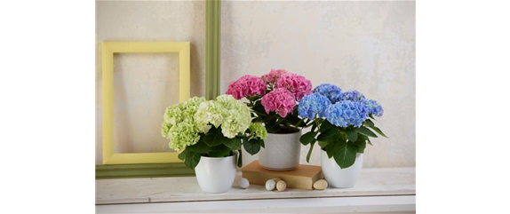 PFLANZE DES MONATS MÄRZ: ZIMMER-HORTENSIE