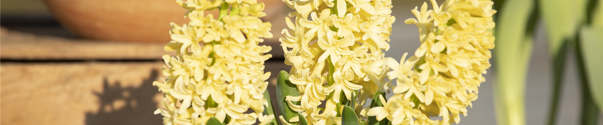 Hyacinthus orientalis 'Gipsy Princess'