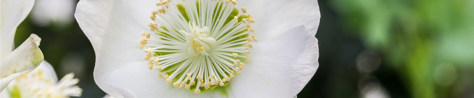 Helleborus x ericsmithii