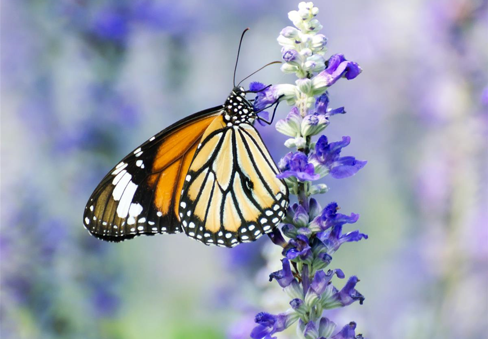 NEKTAR-GARTEN! NEKTAR-GARTEN!