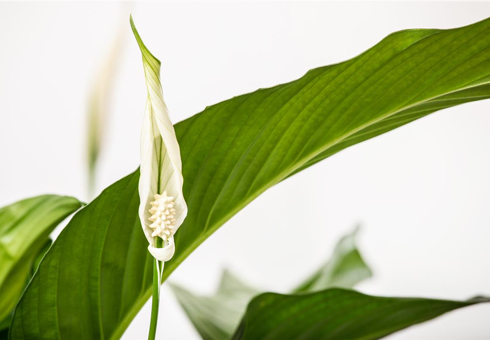 ZIMMERPFLANZEN IN WEISS ZIMMERPFLANZEN IN WEISS