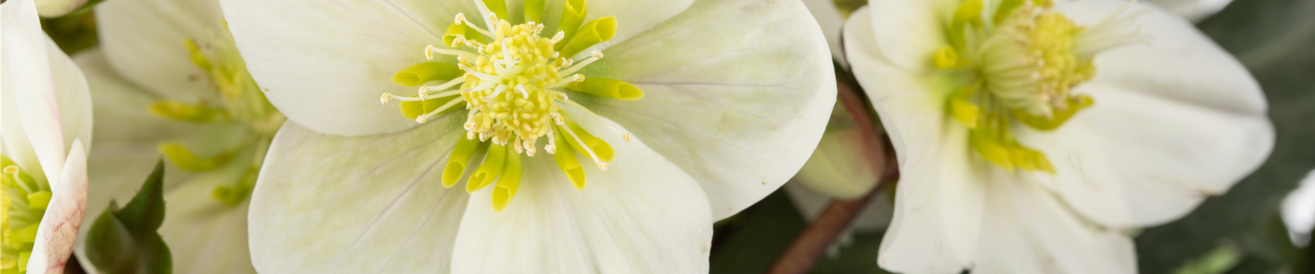 Helleborus x ericsmithii 'HGC Shooting Star'®