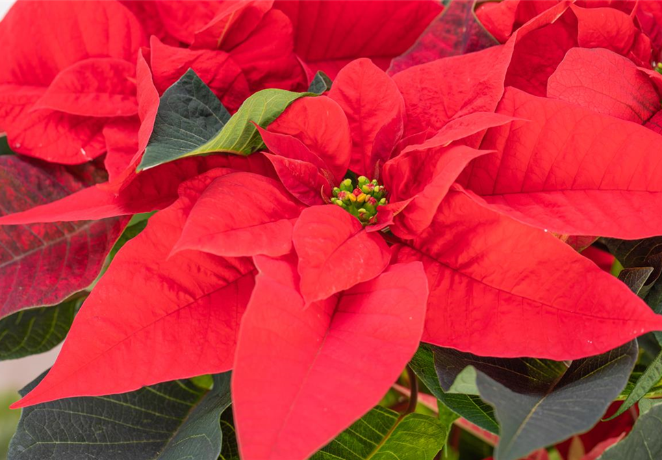 ZAUBERHAFTE WEIHNACHTSSTERNE! ZAUBERHAFTE WEIHNACHTSSTERNE!