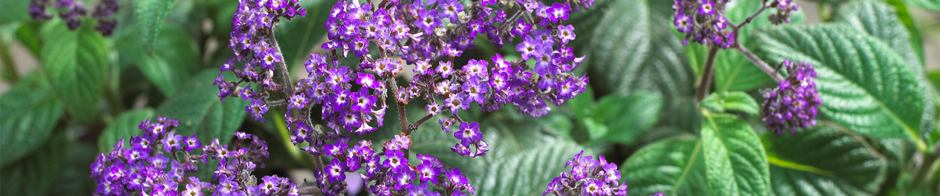 VANILLEBLUME