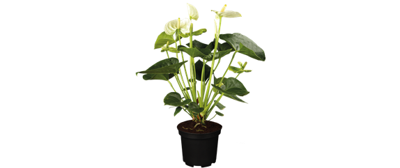 SCHöNE SCHLICHTHEIT!