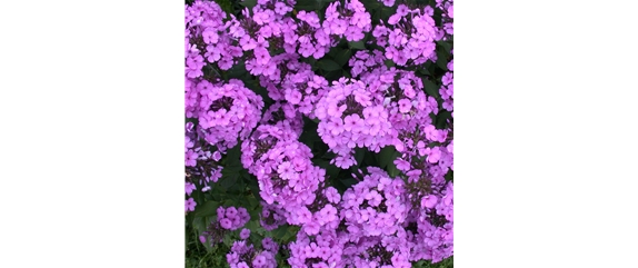 POLSTERPHLOX