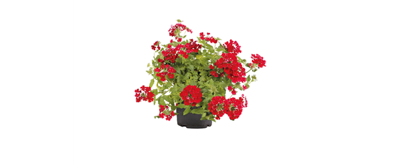 SOMMERLICHE BLÜTENPRACHT!