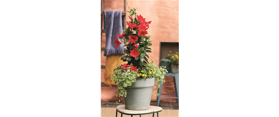 SOMMERLICHE BLÜTENPRACHT!