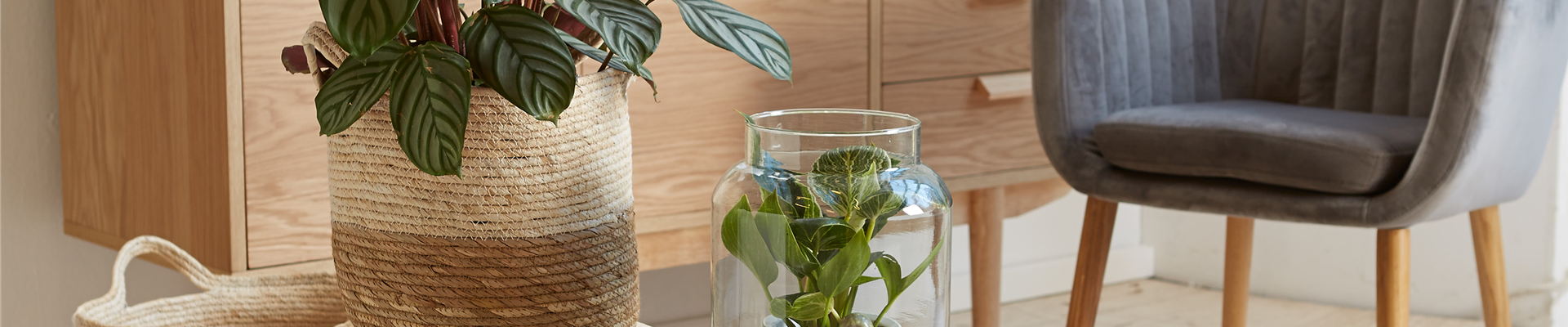 RAUMKLIMA MIT ZIMMERPFLANZEN!