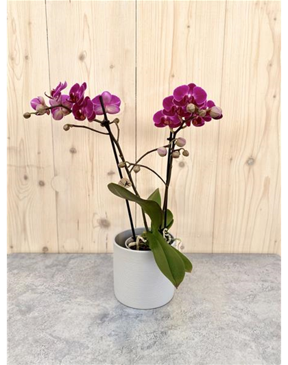 Pflanzenarrangement „Herzensblüte“ 