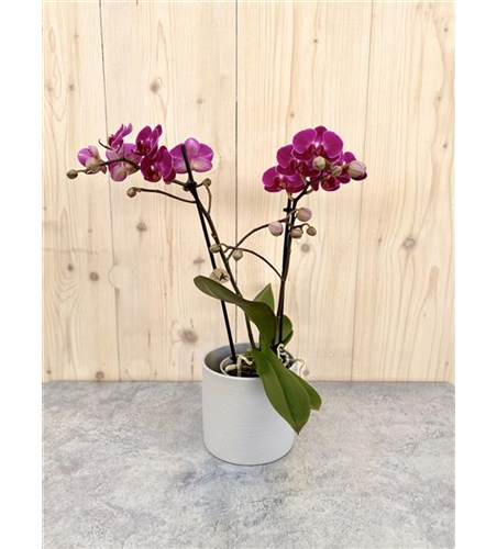 Pflanzenarrangement „Herzensblüte“ 