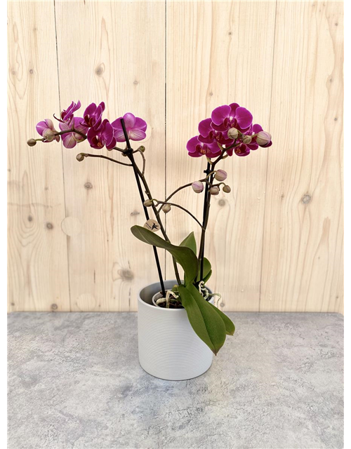 Pflanzenarrangement „Herzensblüte“ 