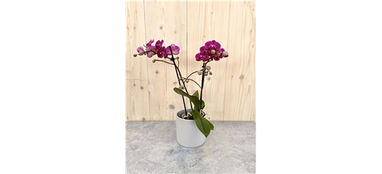Pflanzenarrangement „Herzensblüte“ 