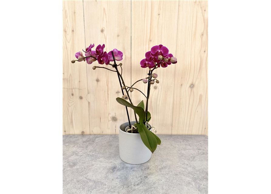 Pflanzenarrangement „Herzensblüte“ 