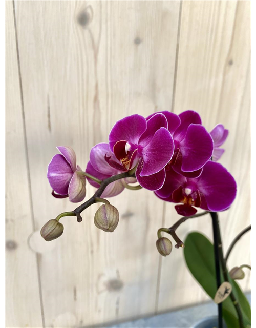 Pflanzenarrangement „Herzensblüte“ 