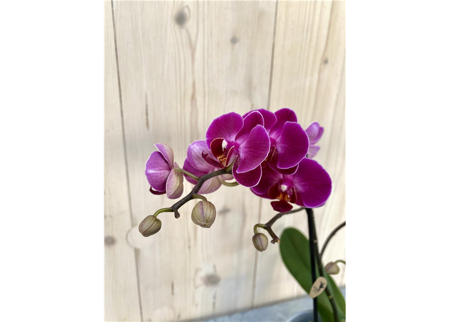 Pflanzenarrangement „Herzensblüte“ 