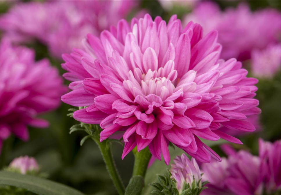 ASTERN - DIE STARS IM GARTEN ASTERN - DIE STARS IM GARTEN