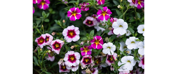 PFLANZE DES MONATS MAI: ZAUBERGLÖCKCHEN