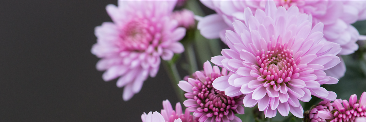 CHRYSANTHEME