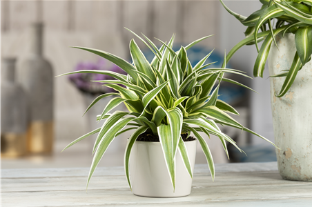 DIE GRüNLILIE - DAS GENIE UNTER DEN ZIMMERPFLANZEN