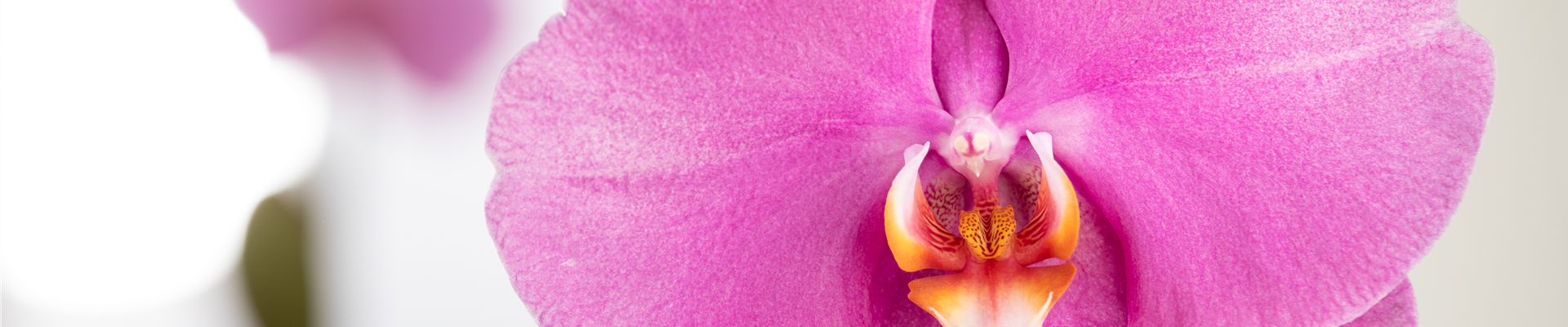 Phalaenopsis 'Singolo'®, rosa