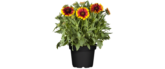 KOKARDENBLUME
