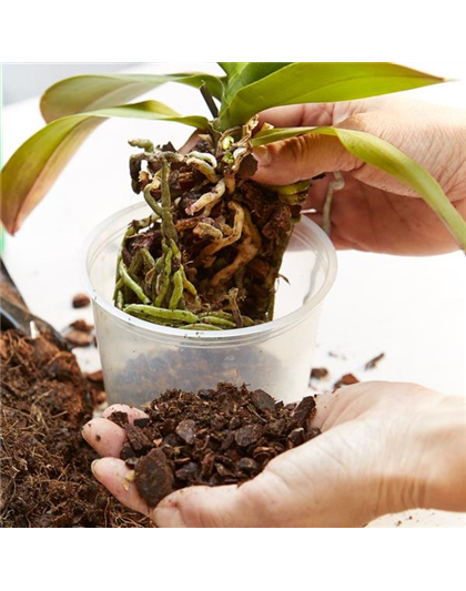 Orchideen-Umtopfaktion 04.02. bis 07.02.