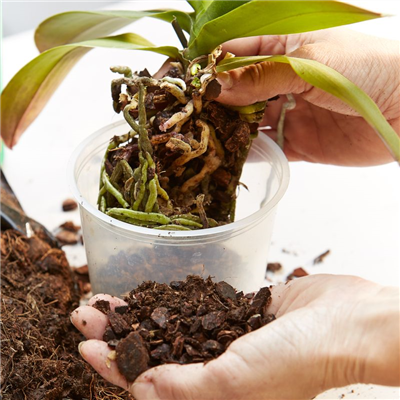 Orchideen-Umtopfaktion 04.02. bis 07.02.