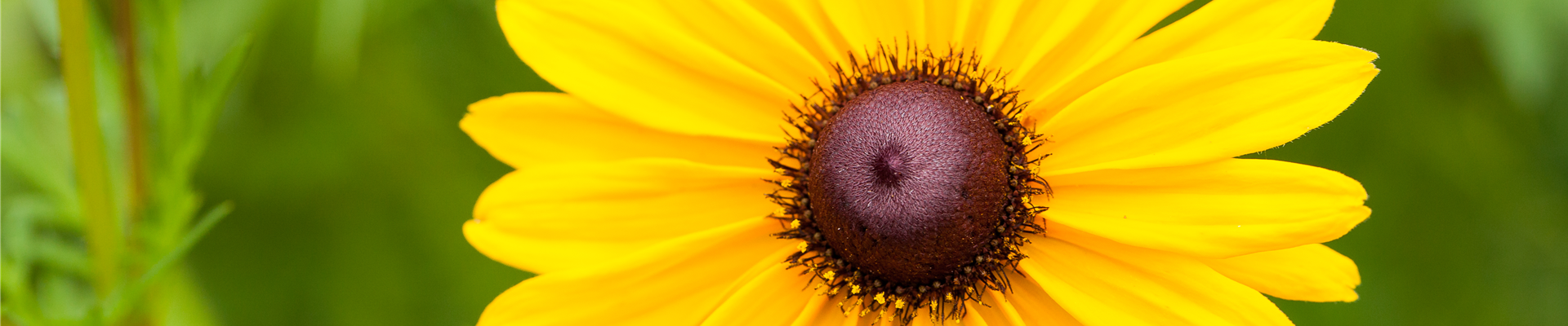 Rudbeckia
