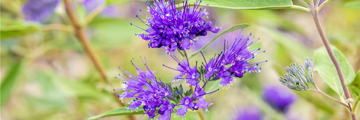 Caryopteris clandonensis 'Heavenly Blue'