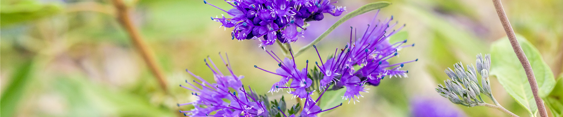 Caryopteris clandonensis 'Heavenly Blue'
