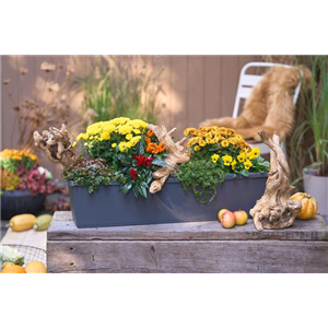 DER HERBST IM KASTEN!