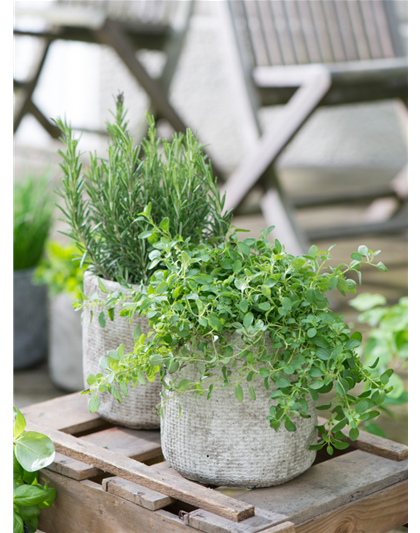 Kräuterwoche 23.03. - 28.03.