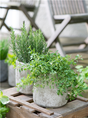 Kräuterwoche 23.03. - 28.03.