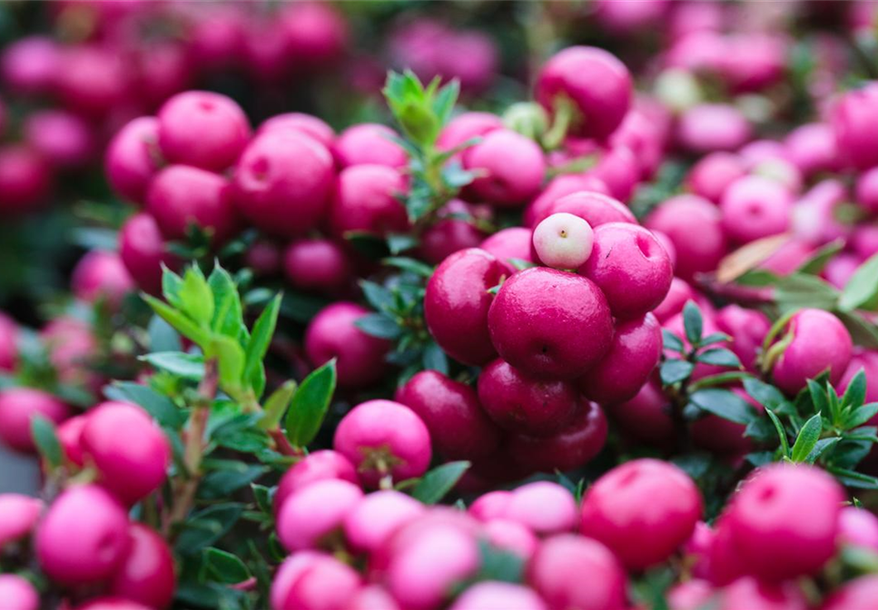 TON IN TON IN DEN HERBST TON IN TON IN DEN HERBST